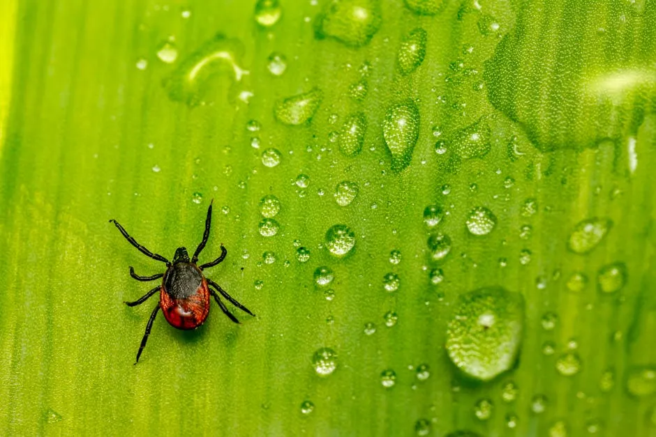 A tick on Green Leaf