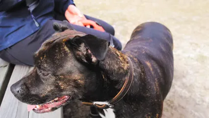 Horizontal video: A person holding pet dog 11596423. Duration: 12 seconds. Resolution: 1920x1080