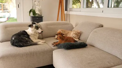 Horizontal video: Three dogs and a cat lying on a sofa 14615296. Duration: 16 seconds. Resolution: 3840x2160