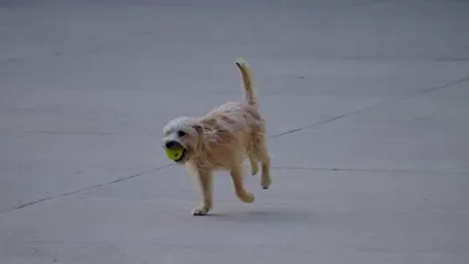 Horizontal video: A dog running with a tennis ball in its mouth 16436883. Duration: 16 seconds. Resolution: 1920x1080