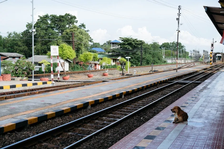 A dog sitting on the train tracks waiting for the train to arrive