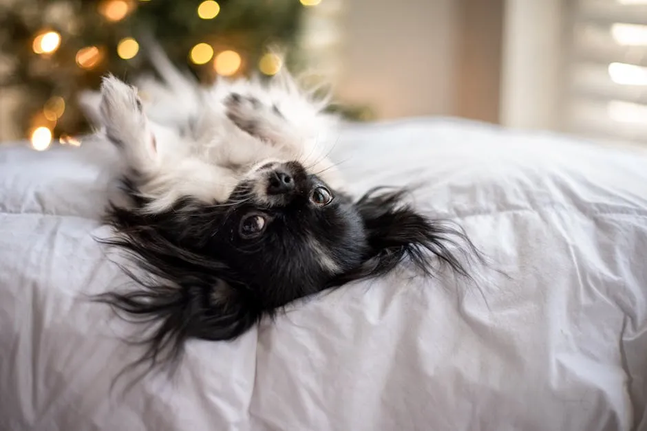 Tuxedo Dog Lying on Back in Bed