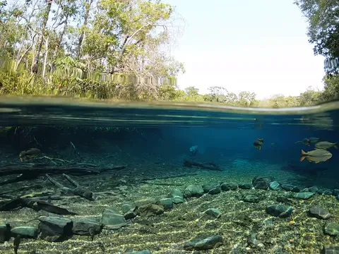 Horizontal video: A dog swimming in the water under a tree 26861298. Duration: 14 seconds. Resolution: 2704x2028