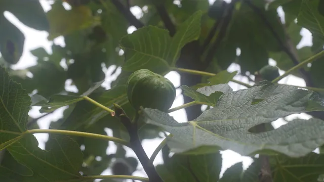 Horizontal video: Lush fig tree with ripening fruits in summer 28931113. Duration: 39 seconds. Resolution: 3840x2160