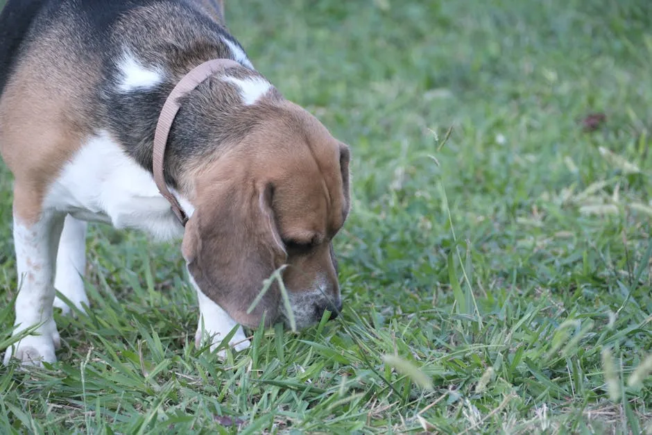 Beagle Dog Sniffing Grass in İzmir Park