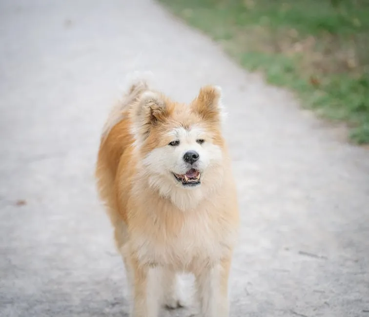 Happy Akita Dog Walking on a Pathway Outdoors