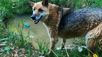 Horizontal video: Footage of a dog swimming 4373772. Duration: 17 seconds. Resolution: 1920x1080