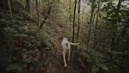 Horizontal video: White dog walking in forest path 5677395. Duration: 27 seconds. Resolution: 3840x2160
