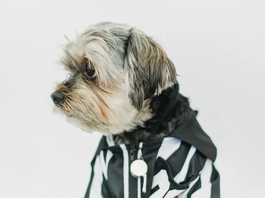 Yorkshire Terrier with fluffy fur in casual wear with striped ornament looking forward on light background