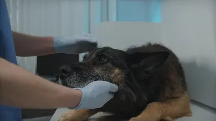 Horizontal video: Doctor checking the dog 6235192. Duration: 12 seconds. Resolution: 3840x2160