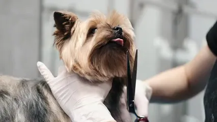 Horizontal video: A person grooming a dog 6816879. Duration: 22 seconds. Resolution: 3840x2160
