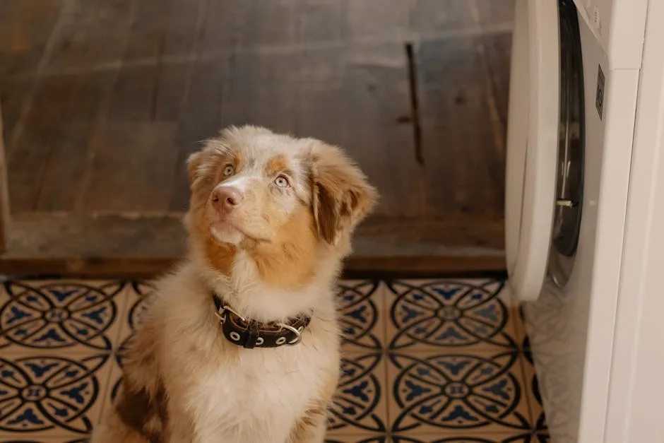 An Australian Shepherd with a Collar