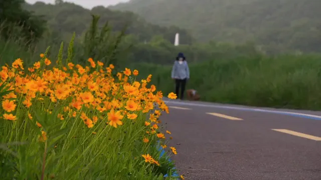 Horizontal video: A woman walking together with a pet dog 8297690. Duration: 15 seconds. Resolution: 1920x1080