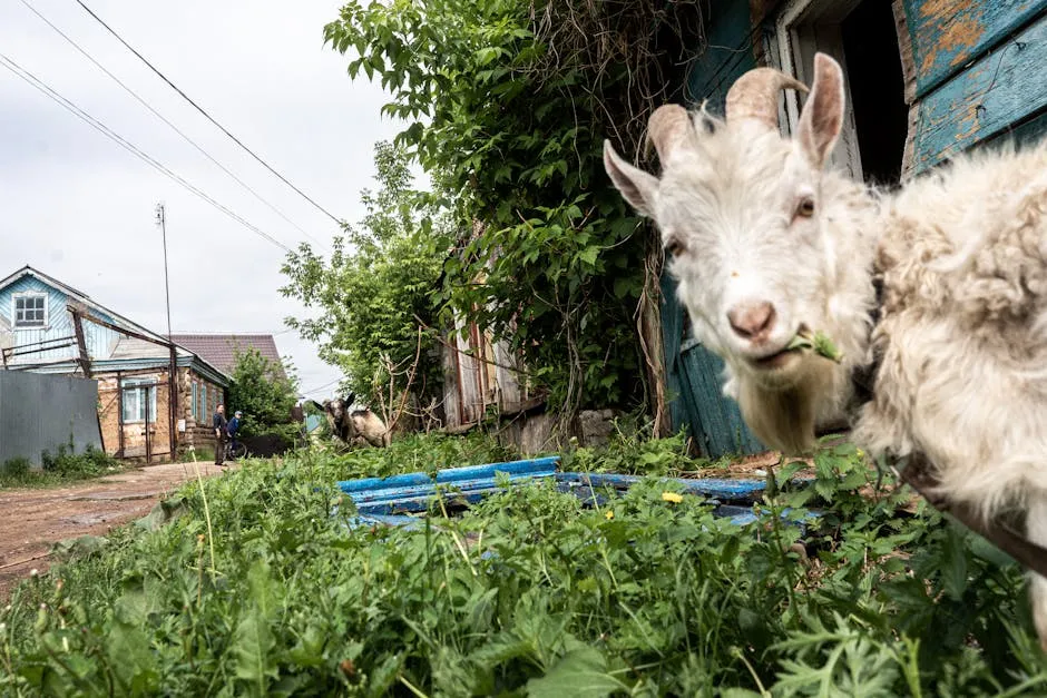 A White Goat Eating Green Plants