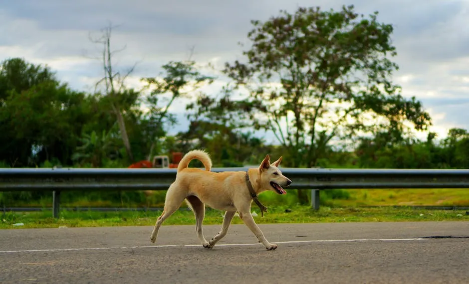 Dog Crossing a Road