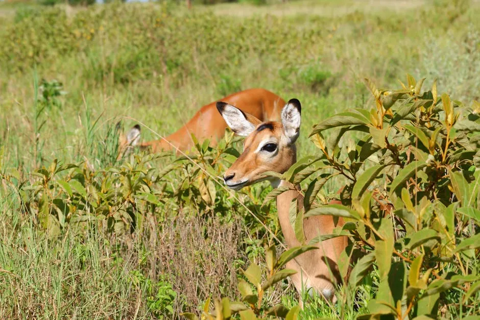 Two Impalas in a Field