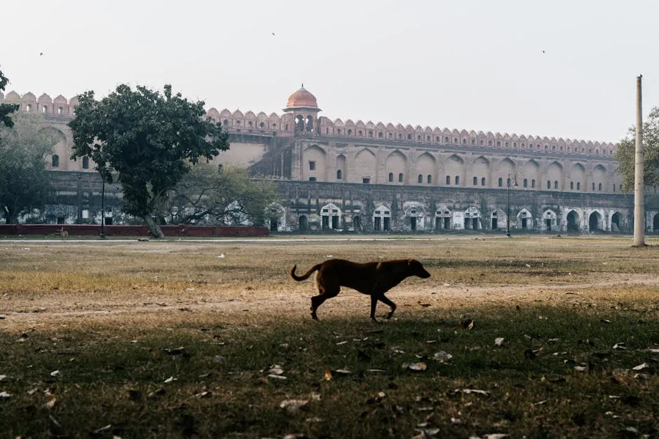 Dog in Front of a Red Fort in Delhi