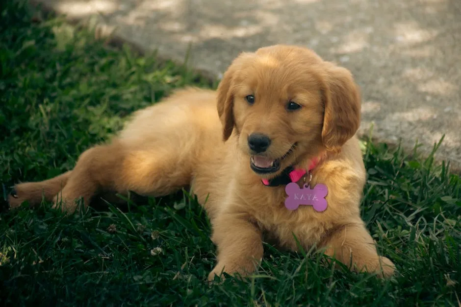 A golden retriever puppy laying on the grass