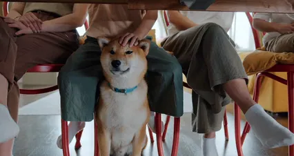 Horizontal video: Petting a pet dog under the table 5998009. Duration: 13 seconds. Resolution: 4096x2160