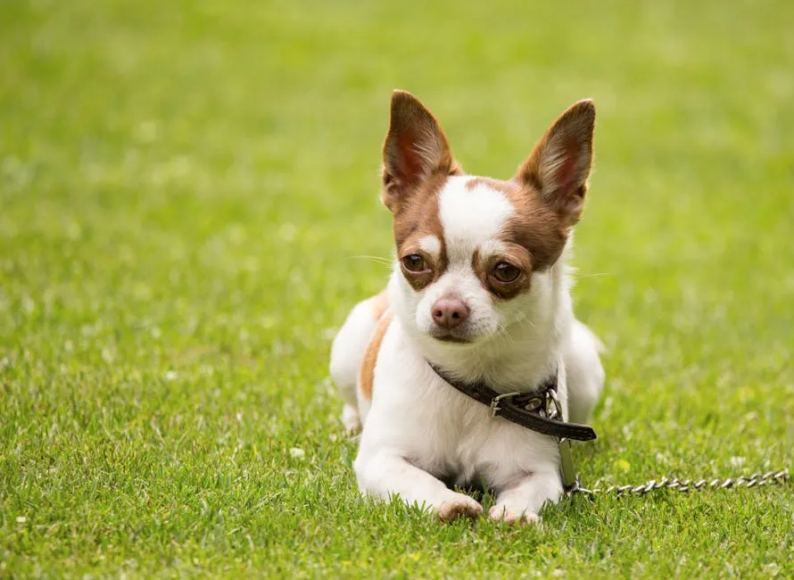 Adorable white and brown chihuahua dog in collar sitting on green grassy lawn on sunny day