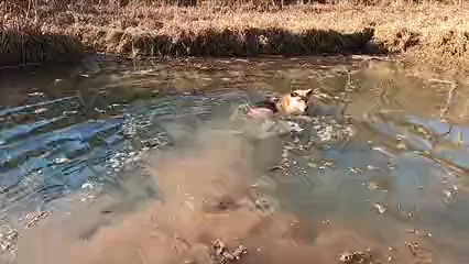 Horizontal video: A dog fetching the ball in the water 4112674. Duration: 23 seconds. Resolution: 1920x1080