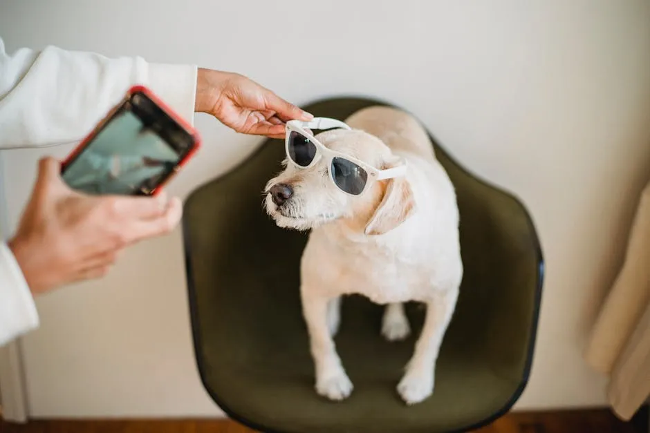 From above of crop anonymous black woman with mobile phone putting on sunglasses on Labrador Retriever while preparing for shooting