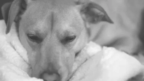 Horizontal video: Dog sleeping 852409. Duration: 30 seconds. Resolution: 1280x720