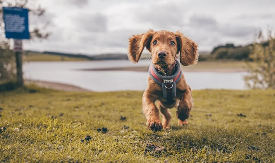 Cocker Spaniel Puppy Running