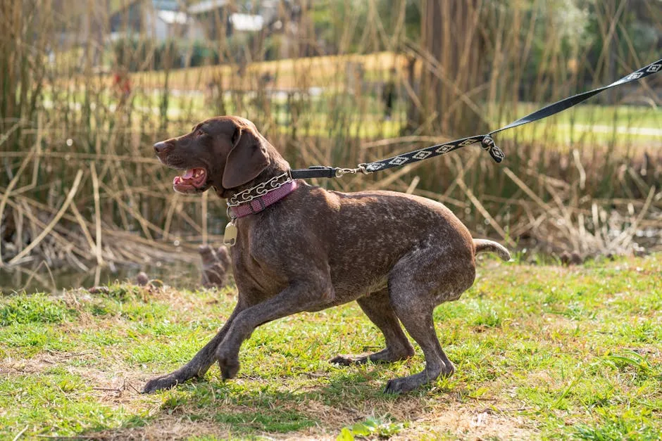 A German Shorthaired Pointer Dog on a Leash