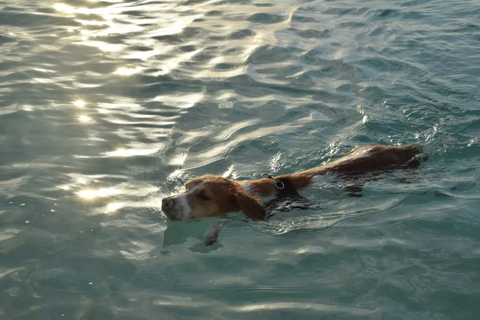 A Dog Swimming in the Water