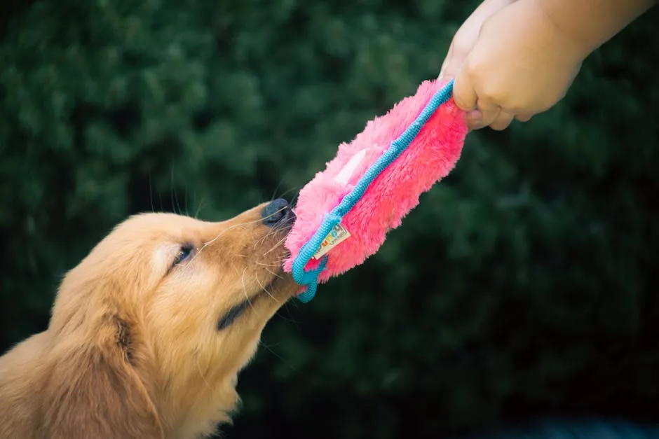 A Person Playing with a Dog