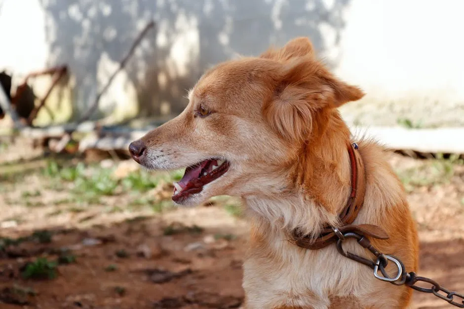 Happy Brown Dog on a Leash