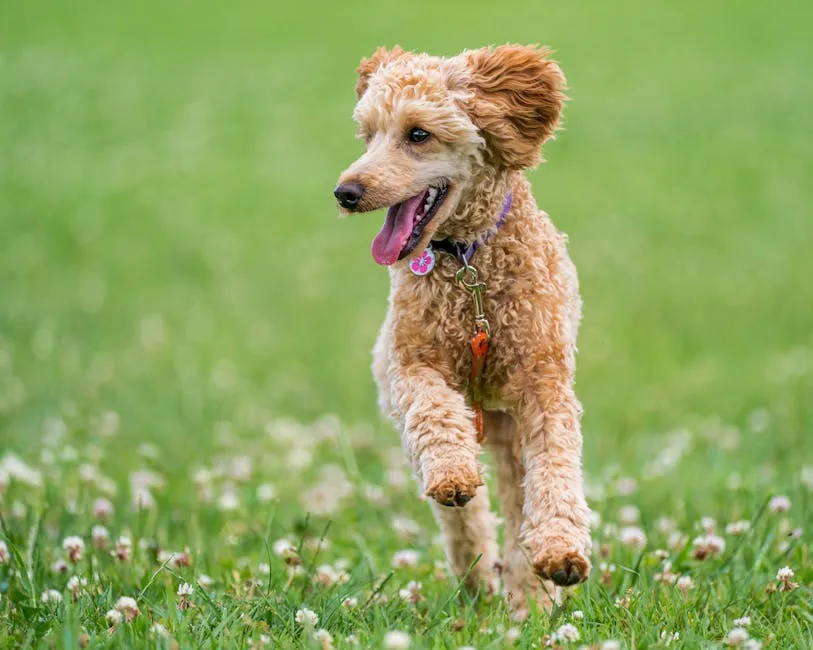 Adorable purebred dog with fluffy fur running with tongue out on colorful grass meadow in summertime while looking away