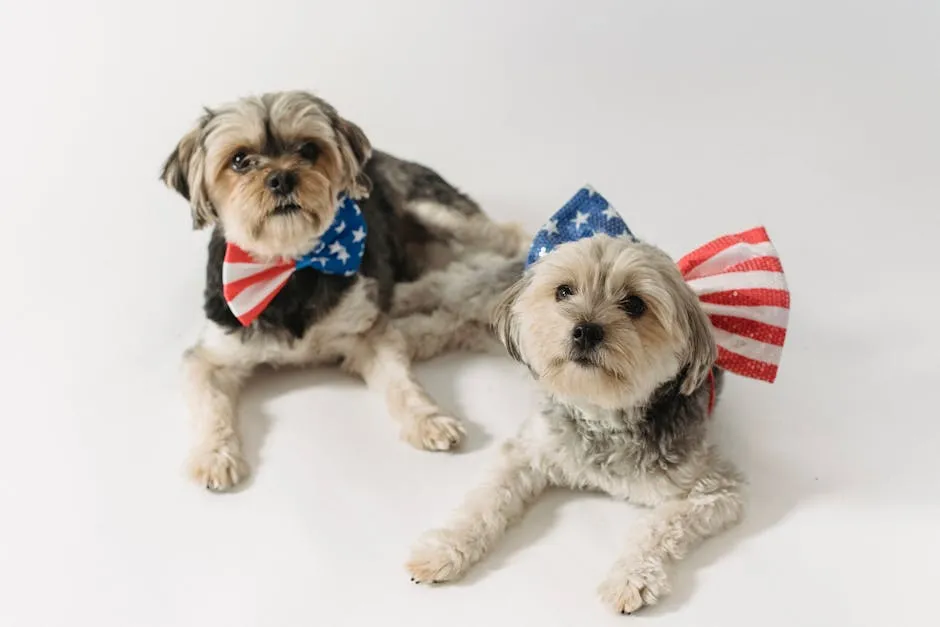 Cute fluffy Yorkshire Terriers with bow ties colored in stripes and stars for USA Independence Day