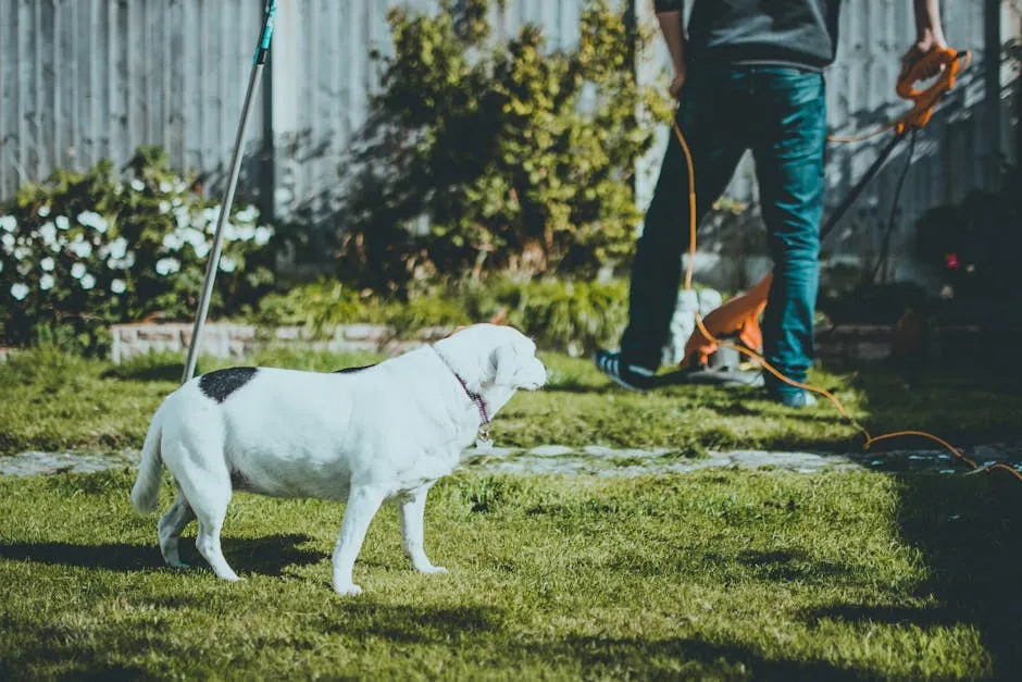 Dog Walking on Grass