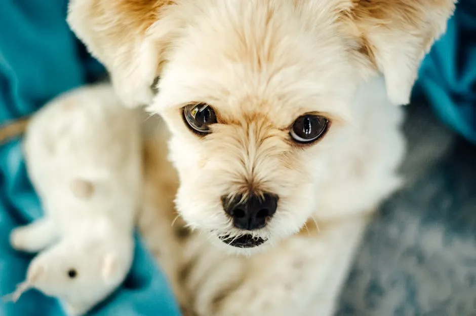 Head of White Puppy
