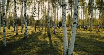 Horizontal video: A dog is running through a forest with birch trees 4921858. Duration: 10 seconds. Resolution: 4096x2160