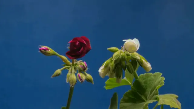Horizontal video: Flowers blooming 855867. Duration: 20 seconds. Resolution: 1920x1080