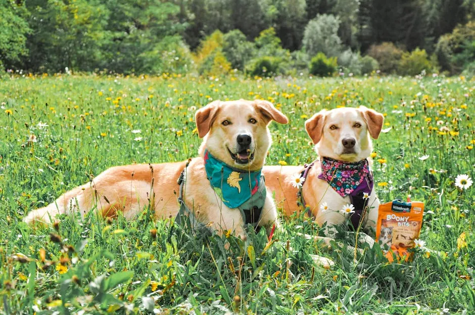 Dogs Wearing Bandanas in Meadow