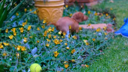 Horizontal video: A person with a cute brown puppy playing with a tennis ball on a flower bed in the gardens 3023167. Duration: 40 seconds. Resolution: 3840x2160