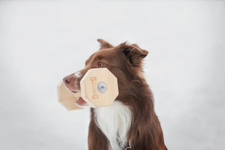 Brown and White Dog Biting a Wooden Dumbbell