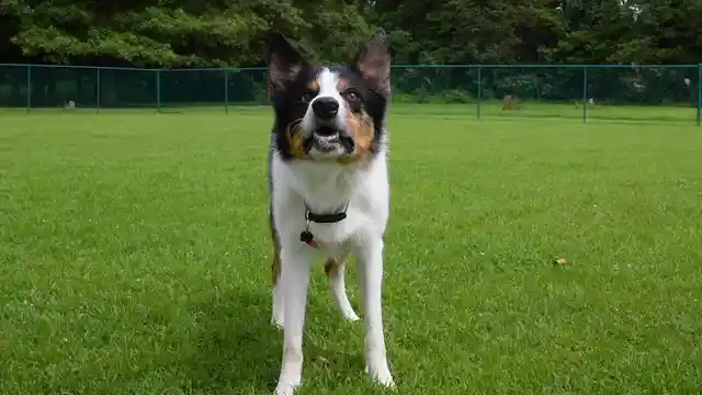 Horizontal video: A dog running on the field 8924539. Duration: 59 seconds. Resolution: 3840x2160
