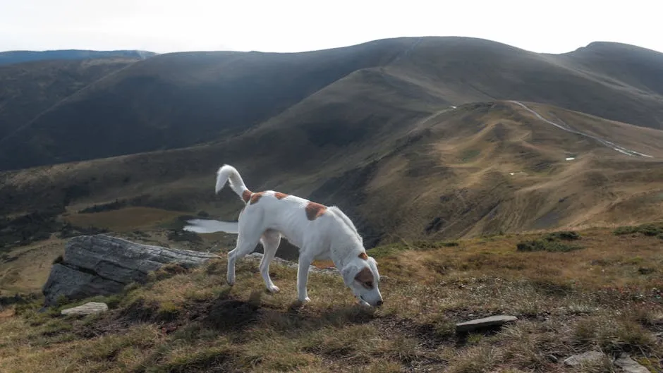 A Dog Walking on the Mountain