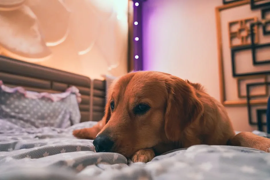A Dog on a Bed