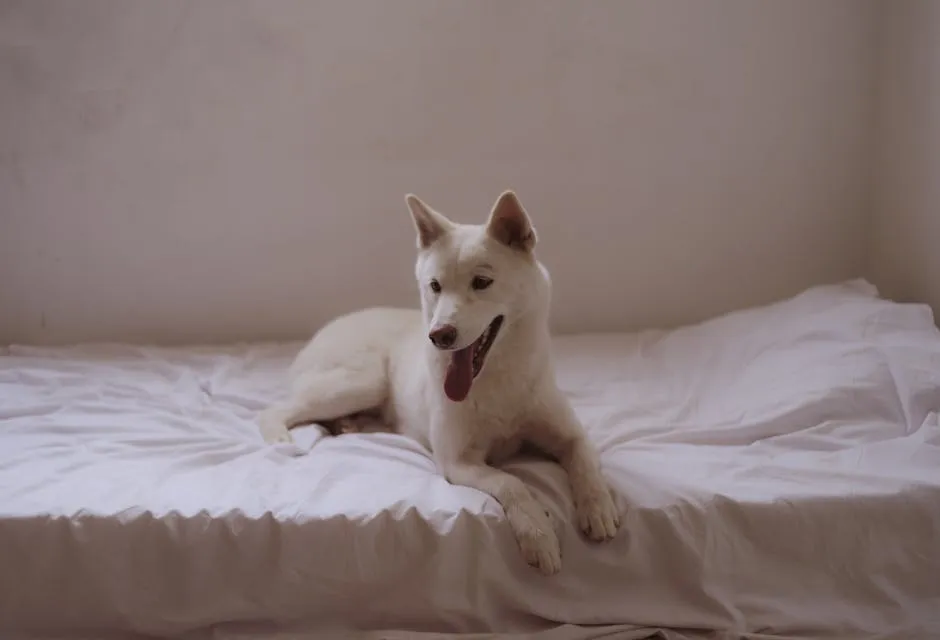 White Dog Lying on Bed
