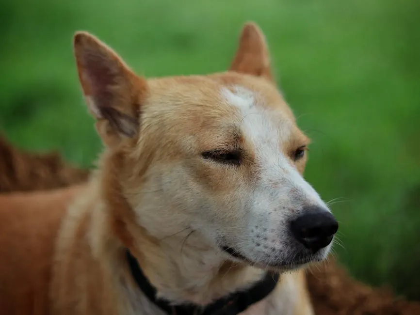 Dog with Squinting Eyes Lying on the Grass