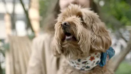 Horizontal video: Close up view of a dog s face 2796085. Duration: 8 seconds. Resolution: 3840x2160