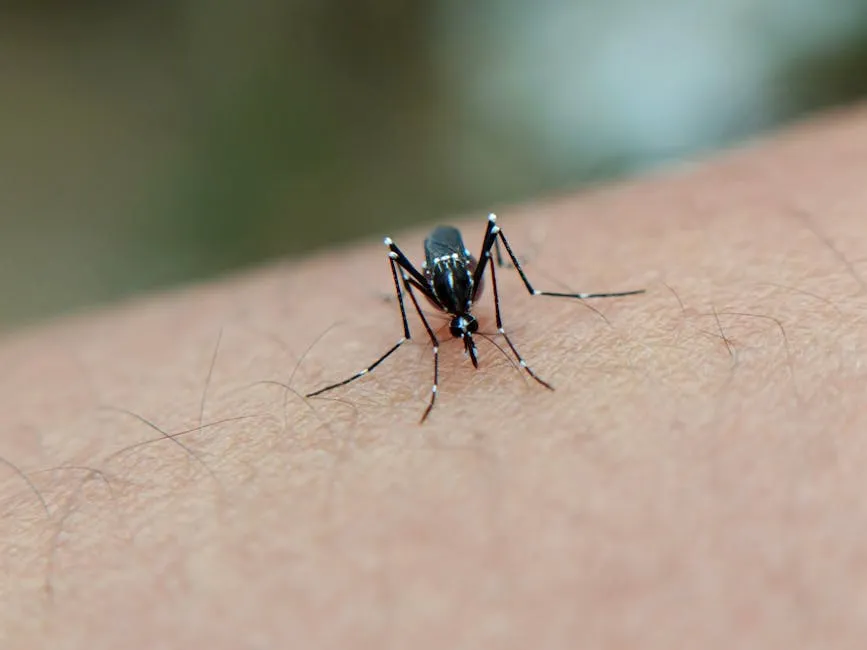 Close-up of mosquito on human skin in Indonesia