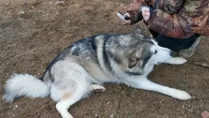 Horizontal video: Footage of a person brushing the dog 3852661. Duration: 6 seconds. Resolution: 3840x2160