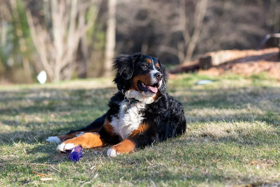 A Bernese Mountain Dog on the Grass 